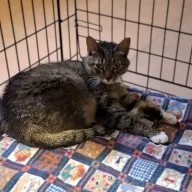 Bibi 0491/25 - samica, 3 lata