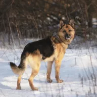 Mozart 0925/25 - samiec, 2 lata