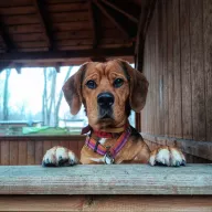 Ziggy 1178/25 - samiec, 1 rok