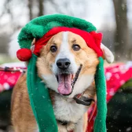 Junior 1528/24 - samiec, 11 lat