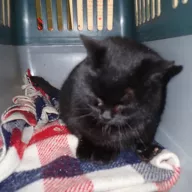  1098/25 - samica, 6 lat