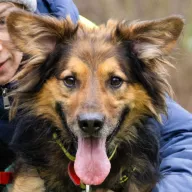 Achilles 1041/25 - samiec, 4 lata