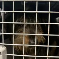  0013/26 - samiec, 3 lata