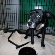  1329/25 - samica, 2 lata