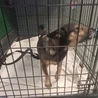  0053/26 - samica, 10 lat