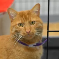 Felek 0992/25 - samiec, 4 lata