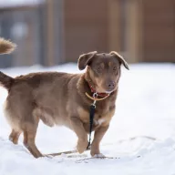 Lewko 0867/25 - samiec, 5 lat