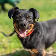 Bruno 0517/25 - samiec, 1 rok