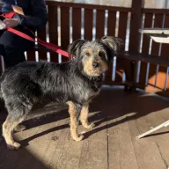 Supeł 0013/26 - samiec, 3 lata