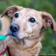 Yoshi 1174/25 - samiec, 10 lat