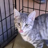 Yoko Ono 1038/25 - samica, 4 miesiące