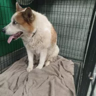  0099/26 - samica, 8 lat