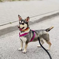 Cuki 0550/25 - samica, 1 rok