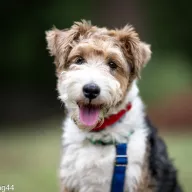 Zoja 0114/25 - samica, 3 lata