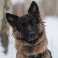 Reja 0040/26 - samica, 3 lata