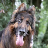 Leon 0561/25 - samiec, 9 lat
