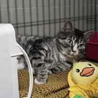 Leo 0975/25 - samiec, 6 lat