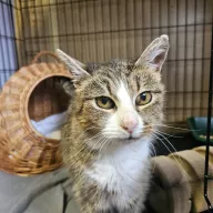 Pustułeczka 0019/26 - samica, 6 lat