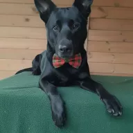 Dżet 1089/24 - samiec, 5 lat