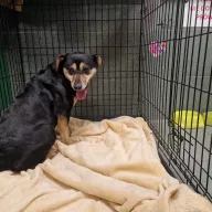  1353/25 - samica, 7 lat