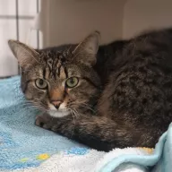 Kilian 0987/25 - samiec, 4 lata