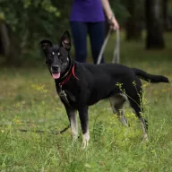 Koda 0589/25 - samica, 3 lata
