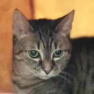 Bolek 1090/25 - samiec, 14 lat