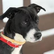 Mika 1329/25 - samica, 2 lata