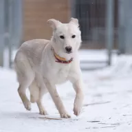 Dżerba 0068/26 - samica, 1 rok