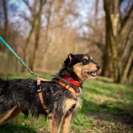 Luigi 0059/25 - samiec, 1 rok
