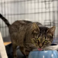 Apolinka 0799/25 - samica, 3 lata