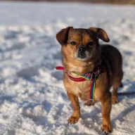 Krysia 1180/25 - samica, 4 lata