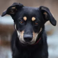 Luvo 1208/25 - samiec, 1 rok