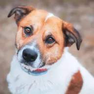 Byku 2135/22 - samiec, 6 lat