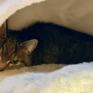 Beza 1057/25 - samica, 11 lat