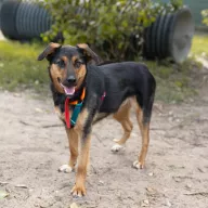 Nelly 0609/25 - samica, 1 rok