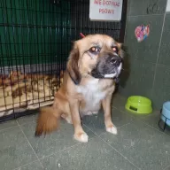  0083/26 - samiec, 6 lat