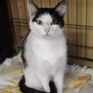 Ligia 0626/25 - samica, 2 lata