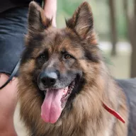 Aslan 0629/25 - samiec, 6 lat