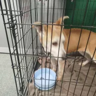  0098/26 - samica, 15 lat