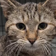 Maryla 1095/25 - samica, 7 miesięcy