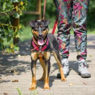 Ogonek 0652/25 - samiec, 1 rok