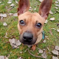 Suri 1191/25 - samica, 4 lata