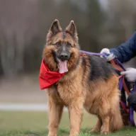 Rem 0656/22 - samiec, 11 lat