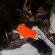 Moria 0024/26 - samica, 1 rok