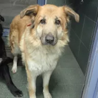  0063/26 - samica, 8 lat