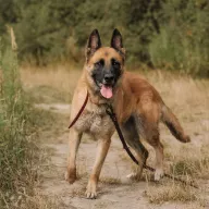 Sophie 0669/25 - samica, 6 lat