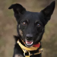 Fikuś 0831/25 - samiec, 5 lat