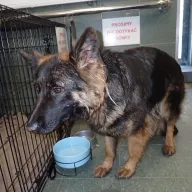  0094/26 - samica, 1 rok