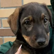 Tibby 1249/25 - samica, 2 miesiące